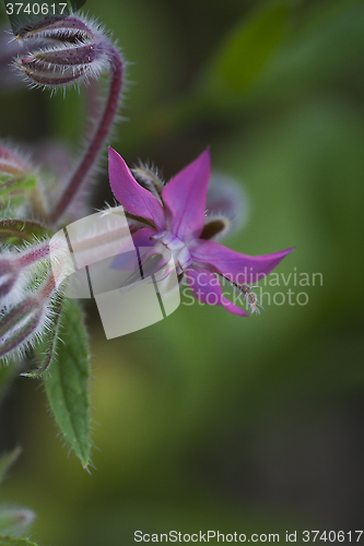 Image of starflower