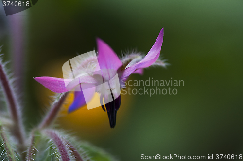 Image of Borago officinalis