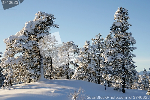 Image of Snowy pines