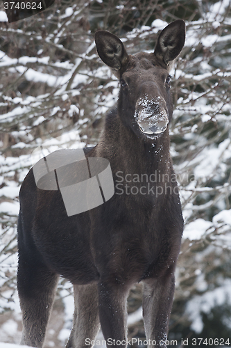 Image of moose