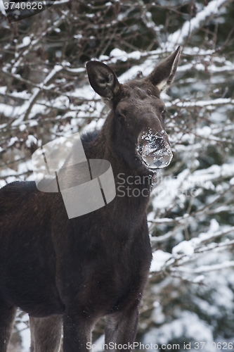 Image of moose