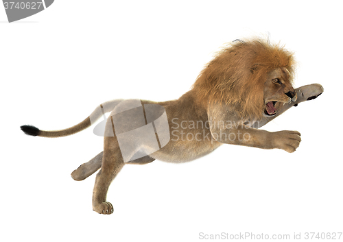 Image of Male Lion on White