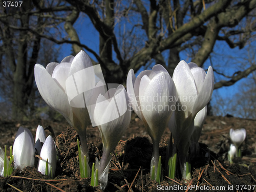 Image of blooming crocuses