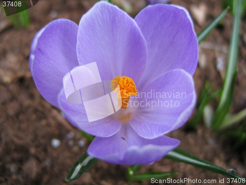 Image of blooming crocus