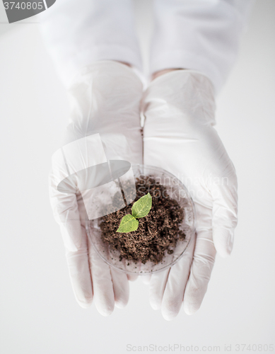 Image of close up of scientist hands with plant and soil 