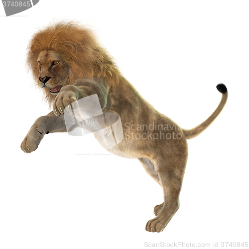 Image of Male Lion on White