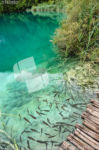 Image of Fishes in clear water of Plitvice Lakes, Croatia