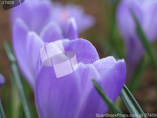 Image of blooming crocuses