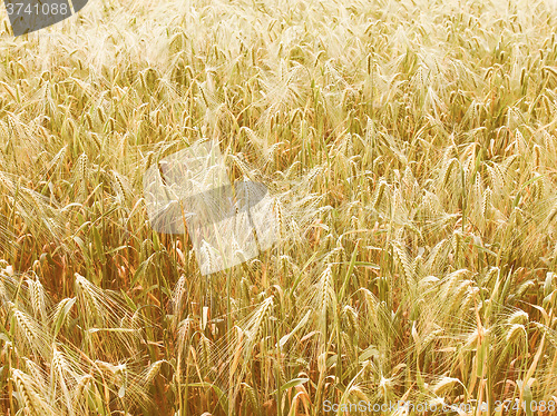 Image of Retro looking Barleycorn field