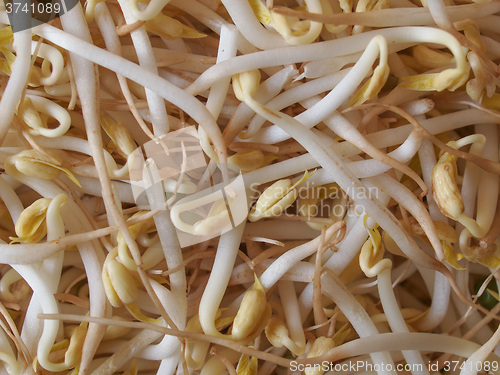 Image of Mung bean sprouts vegetables