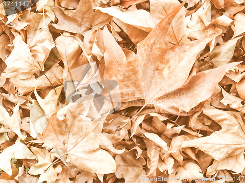 Image of Retro looking Falling leaves