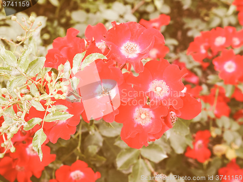 Image of Retro looking Wild rose flower