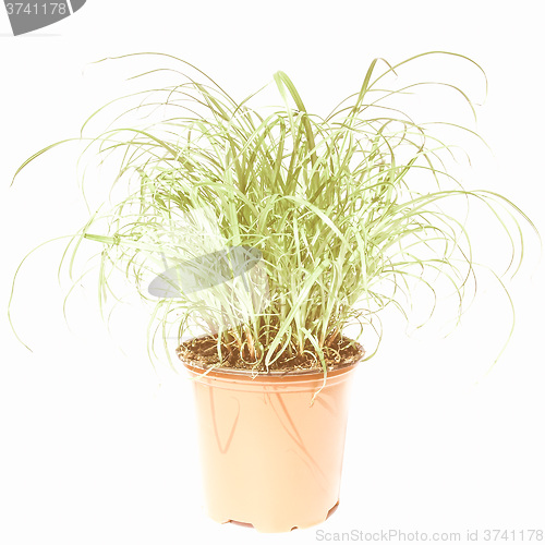 Image of Retro looking Grass meadow weed