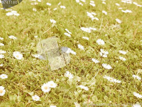 Image of Retro looking Daisy flower