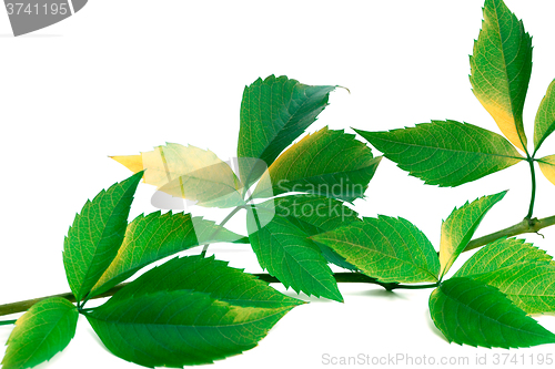 Image of Green twig of grapes leaves (Parthenocissus quinquefolia foliage