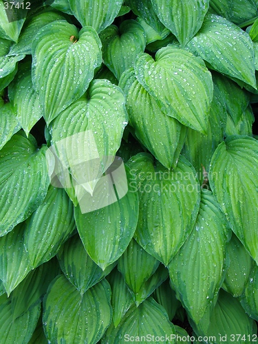 Image of hosta leaves