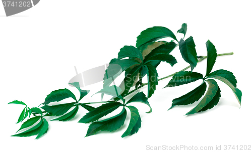 Image of Branch of green grapes leaves
