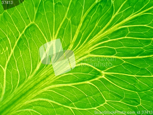 Image of leaf of salad