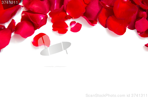 Image of close up of red rose petals with copyspace