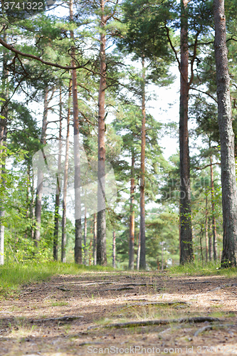 Image of summer pine forest and path