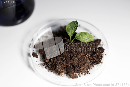 Image of close up of plant and soil in lab