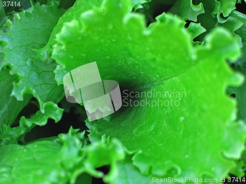 Image of leaf of salad