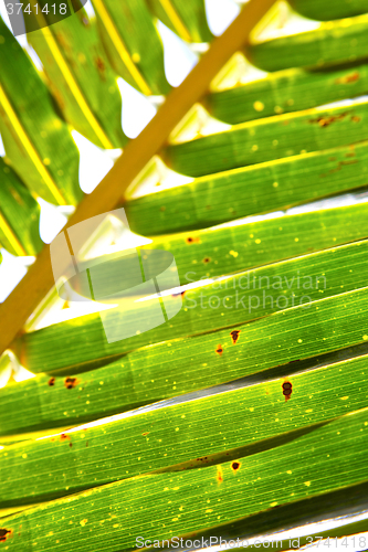 Image of  thailand   abstract  in the light  leaf   veins background     