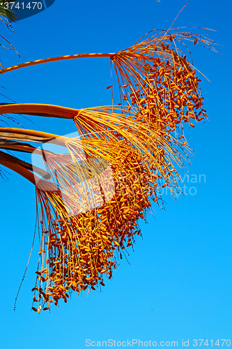 Image of fruit in the sky morocco  