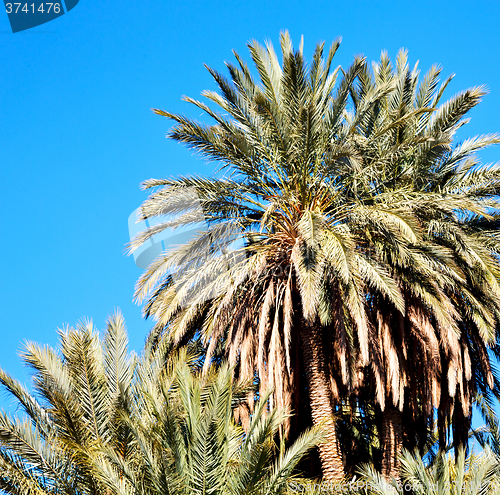 Image of tropical palm in morocco africa alone   and the sky