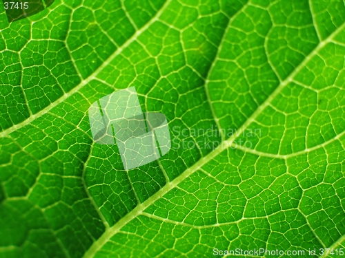 Image of leaf of cymbling