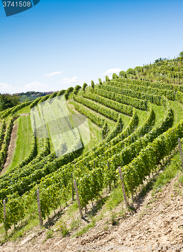 Image of Italy - Piedmont region. Barbera vineyard