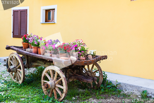 Image of Tuscany flowers