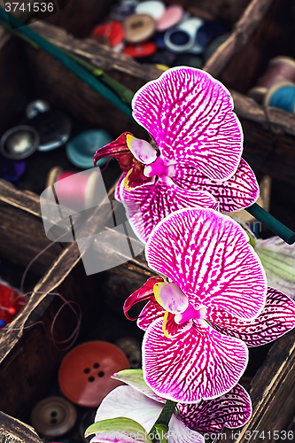 Image of Sewing supplies and Orchid