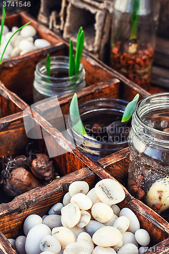 Image of seedlings spring plants