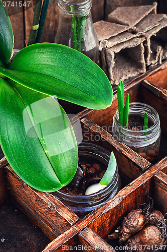 Image of seedlings spring plants