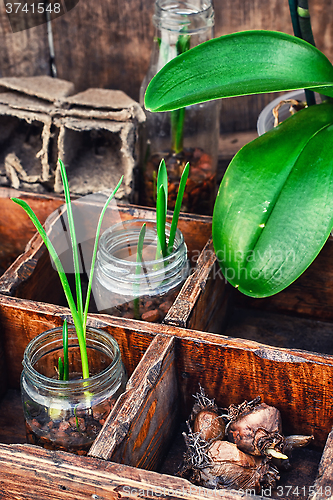 Image of seedlings spring plants