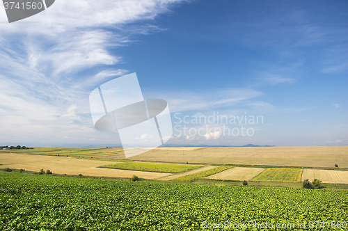 Image of Summer fields