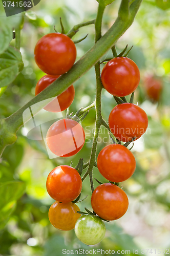 Image of Cherry tomato