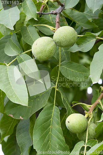 Image of Green walnut