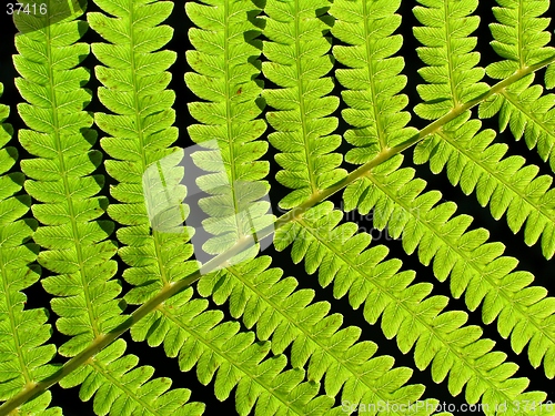 Image of leaf of fern