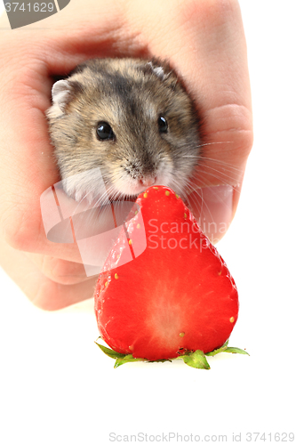 Image of dzungarian mouse and fresh strawberry