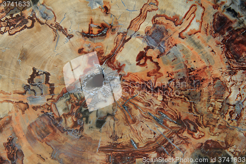 Image of fossil wood texture