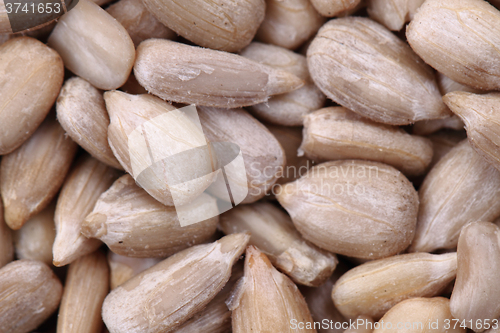 Image of healthy sunflower seed as food background