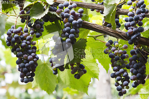 Image of Red bunch of grapes