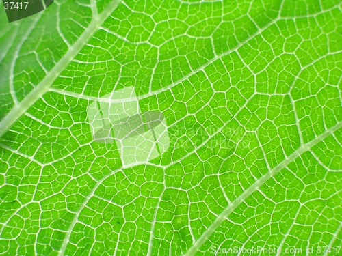 Image of leaf of cymbling