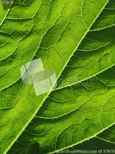 Image of leaf of cymbling