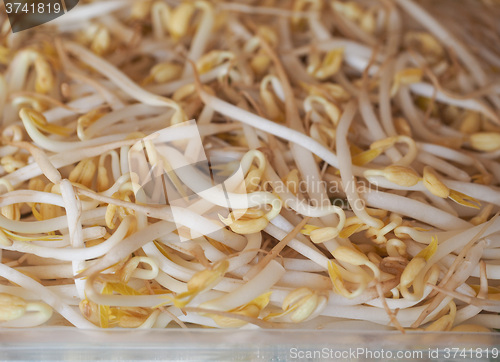 Image of Mung bean sprouts vegetables