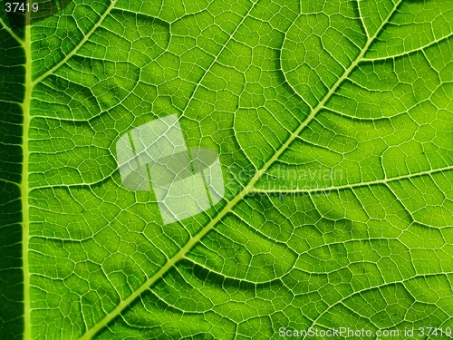 Image of leaf of cymbling