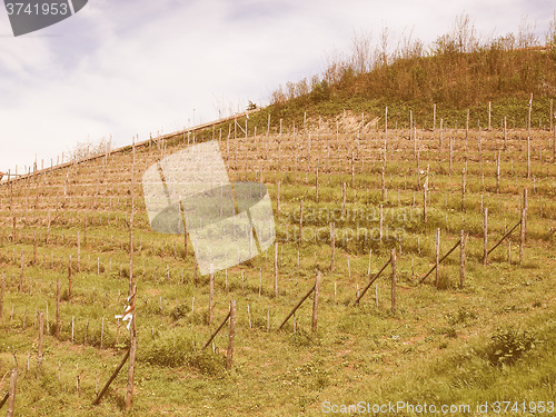 Image of Retro looking Grapevine vitis