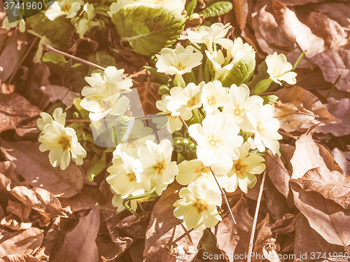 Image of Retro looking Primula flower